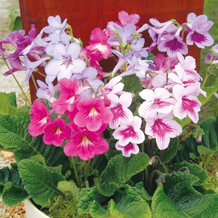 پامچال دماغه ای